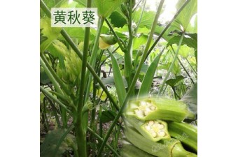【供】黃秋葵種子綠閃濃綠高產