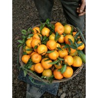求購橙子 耙耙柑 椪柑
